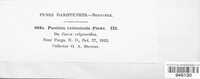 Puccinia extensicola image